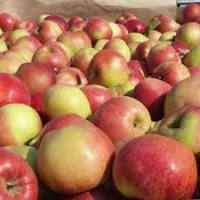 Яблоки краснодарские, 1 кг